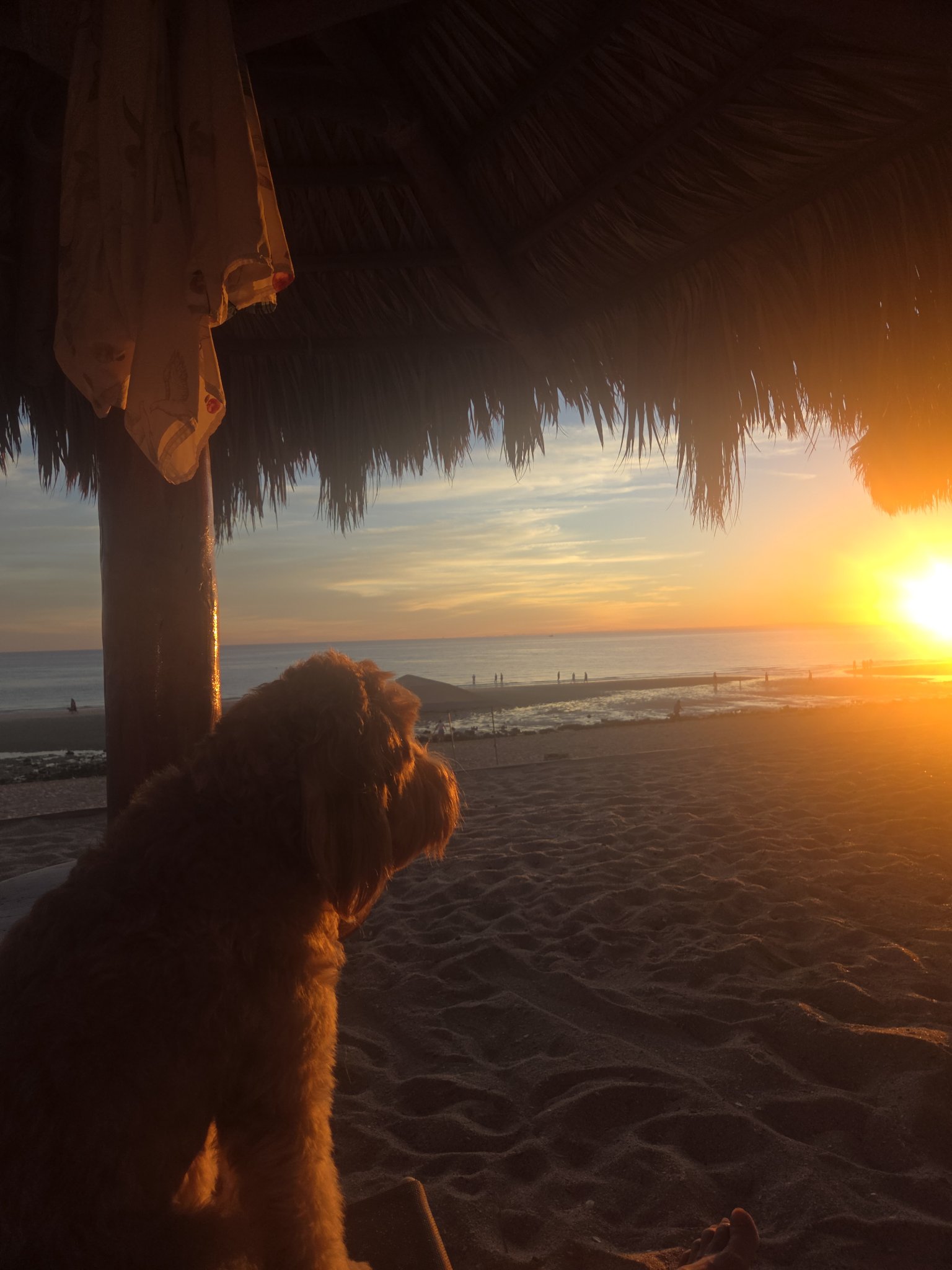 Dog watching the sunset from beneath a beach palapa